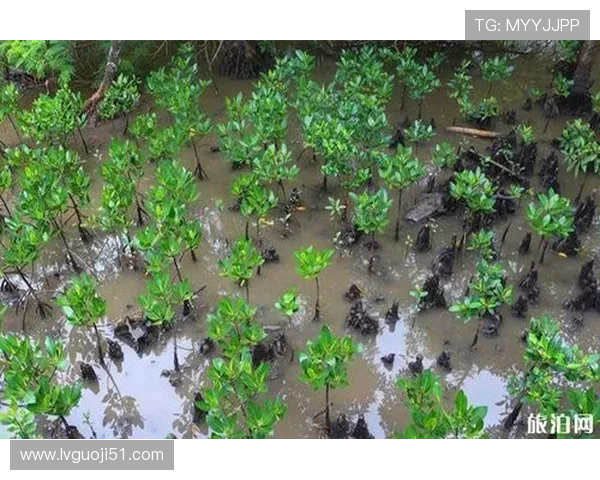 探索红树林登录网址的使用技巧与注意事项
